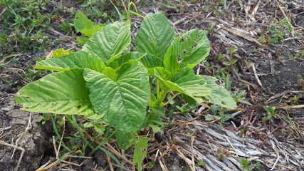 Spinach vegetables in the garden