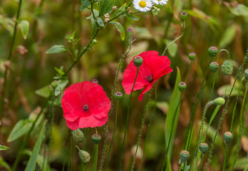 Red Poppies Growing in a Garden on a Sunny Day