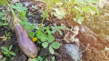 Solanum melongena plant with purple color