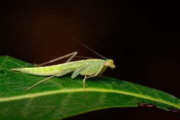 Image of green mantis(Hierodula patellifera) on leaves. Insect, Animal.