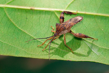 Image of Groundnut Bug, Acanthocoris sordidus (Coreidae) on green leaves. Insect Animal.