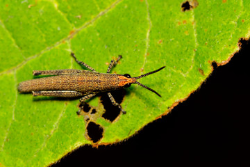 Image of Brown grasshopper(Acrididae) on green leaf. Insect. Animal.