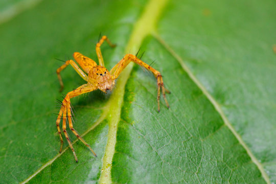 Image of lynx spider on the green leaf. Beautiful spider orange., Insect. Animal.