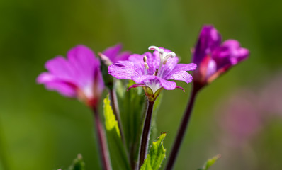 Fototapeta premium Closeup of a Purple Pink Wildflower on a Sunny Summer Day