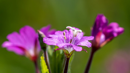 Closeup of a Purple Pink Wildflower on a Sunny Summer Day