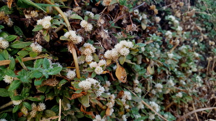 Wild plants that often propagate in rice field bunds, with dried flowers that can still live despite the lack of water conditions during the dry season