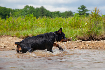 Rottweiler Puppy Running Through Water 