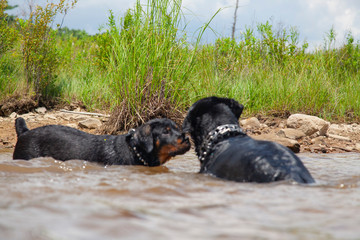 Brother And Sister Rottweiler Dogs Bonding At Lake, Playing In Water