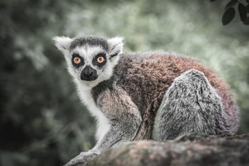 Ring tailed lemur (lemur catta) in the garden