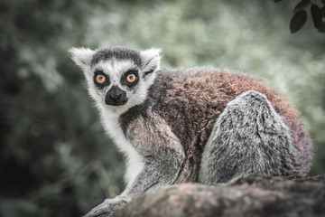Ring tailed lemur (lemur catta) in the garden