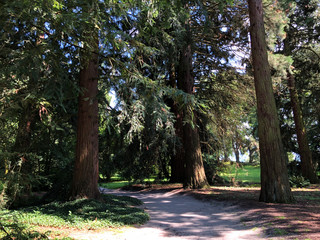 Arboretum (Tree Collection or Baumsammlung), (Flower Island Mainau on the Lake Constance or Die...