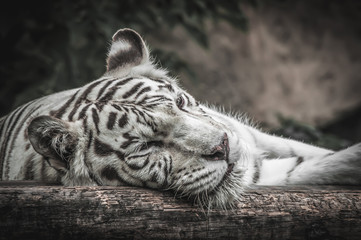 White tiger lying on the wooden log