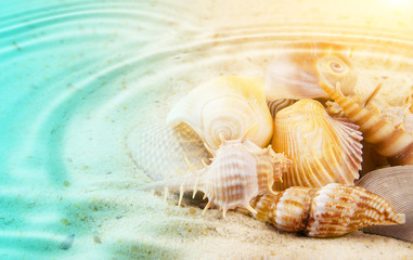 Tropical seashells on ocean bottom sand underwater