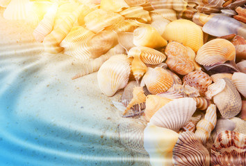 Many tropical seashells underwaterwith waves and ripples