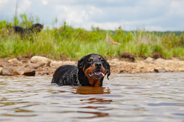 Male Mature Rottweiler Cooling Off In Lake Water 