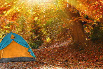 Camping tent in autumn forest on sunny day