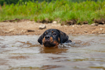 Rottweiler Puppy Swimming For 1st Time