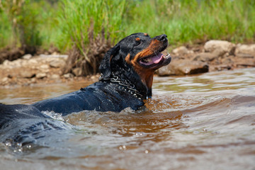 Rottweiler Dog Playing In Cool Lake Water