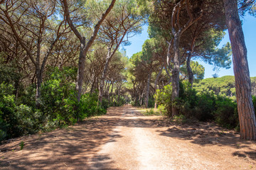 Il Tombolo di Feniglia, Orbetello, Grosseto, Toscana, Italia