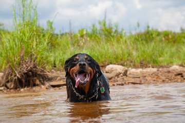 Rottweiler Standing In Water Cooling Off