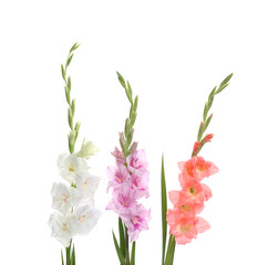Beautiful color gladiolus flowers on white background - obrazy, fototapety, plakaty