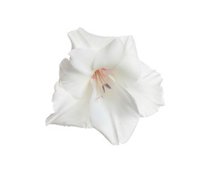 Fototapeta na wymiar Beautiful delicate gladiolus flower on white background