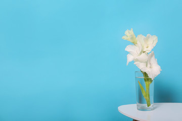 Vase with beautiful gladiolus flowers on wooden table against blue background. Space for text