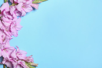 Flat lay composition with beautiful gladiolus flowers on blue background. Space for text