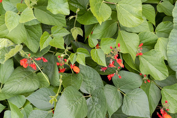 Beans blooming in garden. Farming, vegetarianism, legumes, soy.