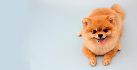 Pomeranian dog with blue backdrop.  