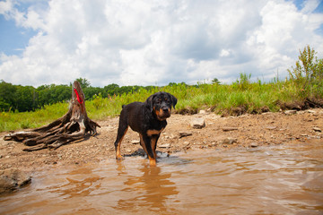 Female Rottweiler Puppy Dog, Standing At Water's Edge