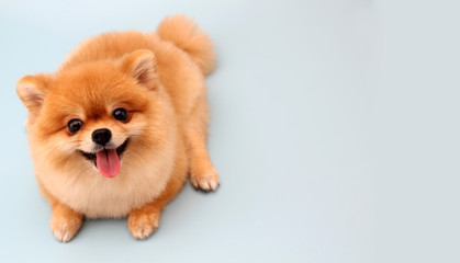 Pomeranian dog with blue backdrop.  