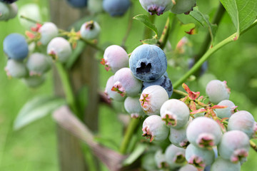 Blueberries ripen on bush. Harvesting berries in summer and autumn.