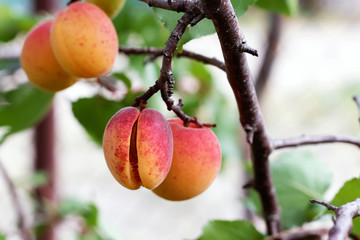 Harvest juicy apricots. Apricots on branch.