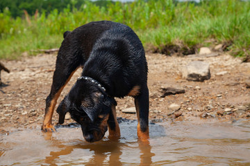 Large Female Rottweiler Puppy Dog