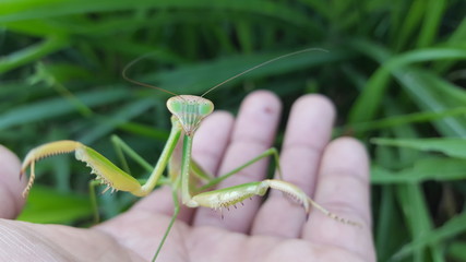 A religious Mantis looks tame above the hand