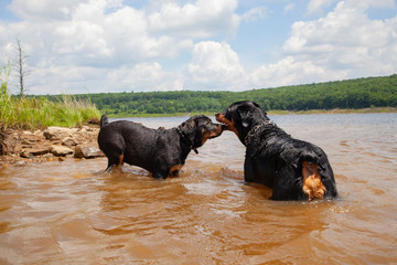 Big Brother Looking Over Little Sister Rottweiler Dogs In Water