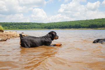 Puppy Getting A Feel For The Water, Before Swimming
