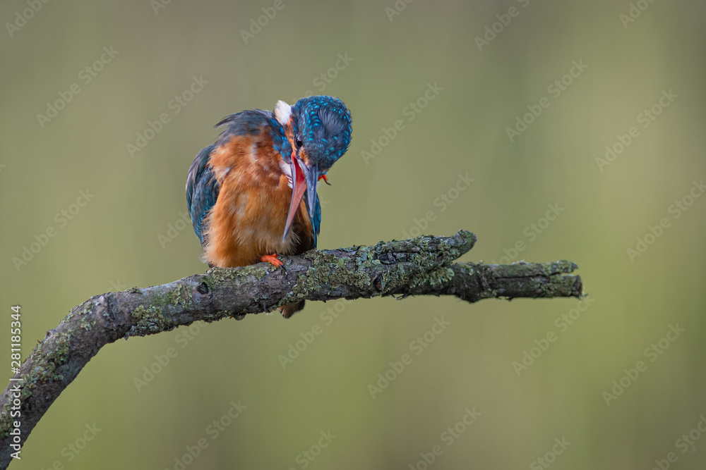 Poster Kingfisher perched on a branch looking down with its beak open
