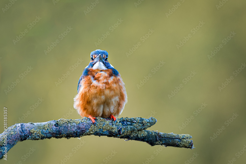 Poster portrait of a kingfisher perched on a branch looking forward at the camera