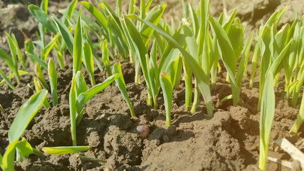 Young corn plant, commonly grown in the tropics