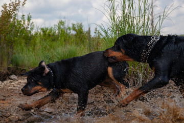 Rottweilers Playing At Lake, Dogs Chasing Each Other