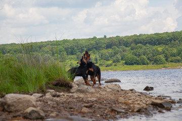 Rottweilers Rough Housing And Playing At Lake