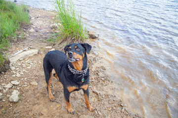 Handsome Rottweiler, Dog Standing On LakeShore