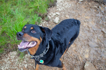 Handsome Mature Rottweiler Posing For Camera