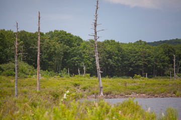Lakeside Landscape, Dead Ancient Hemlock Trees Stand Among The Living