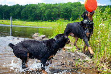 Rottweiler Dogs Playing With Frisbee At Lake In Water