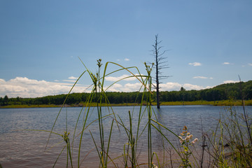 Lakeside Landscape, Giant Hemlock Submerged In Lake