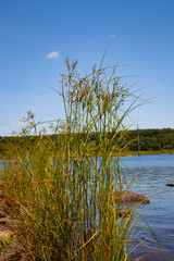 Shoreline Landscape Shot Grasses And Plants Growing Near Water