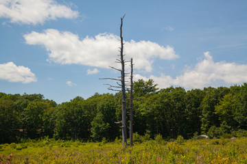 Giant Hemlock Trees Standing After Death